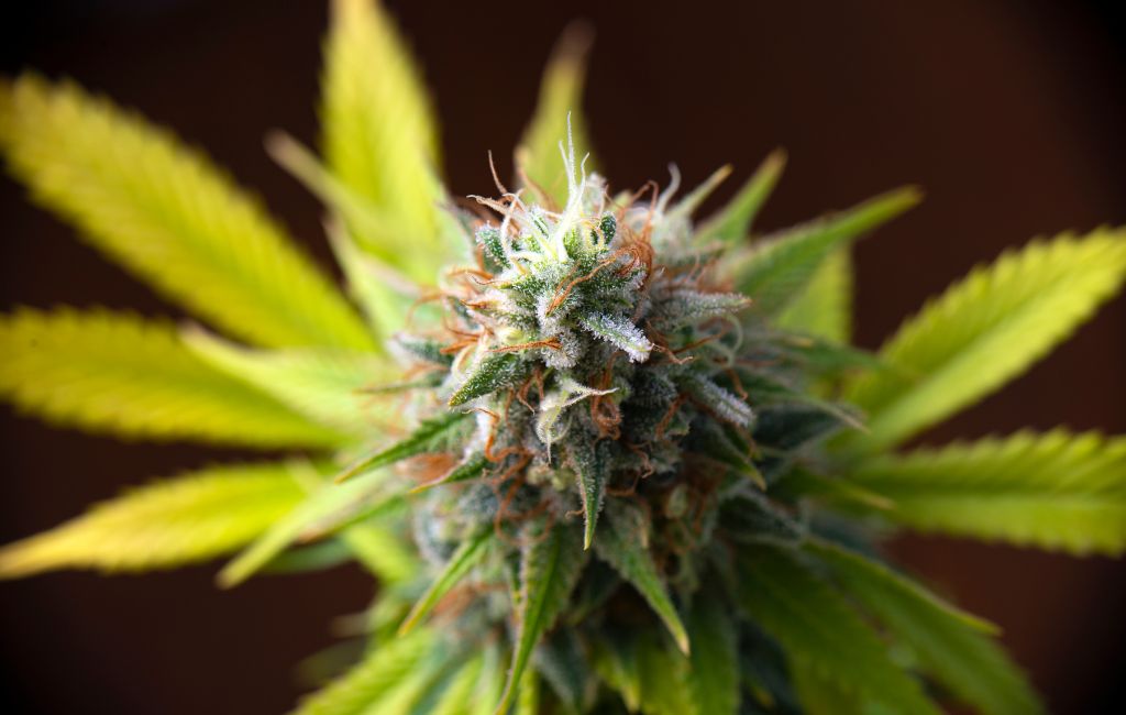 Exploring the THCa Flower Health Benefits